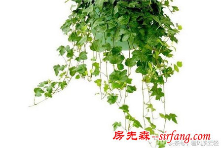 适合室内摆放的18种盆栽，原生态空气净化器