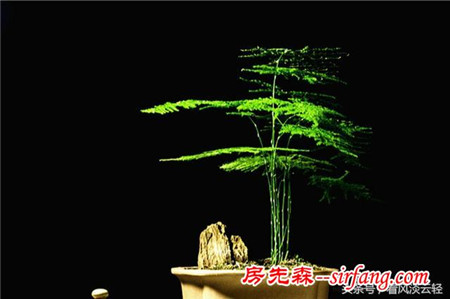 适合室内摆放的18种盆栽，原生态空气净化器