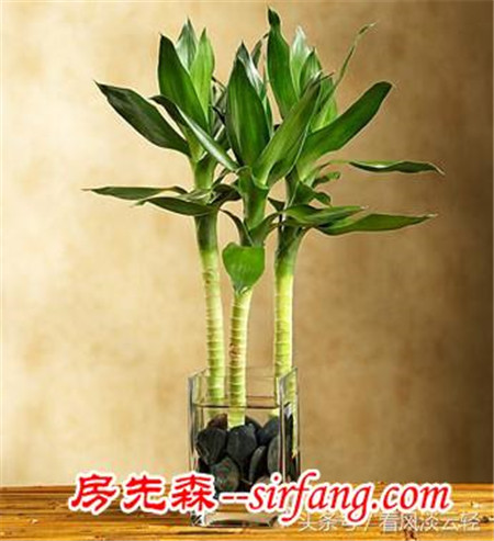 适合室内摆放的18种盆栽，原生态空气净化器