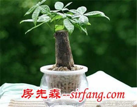适合室内摆放的18种盆栽，原生态空气净化器