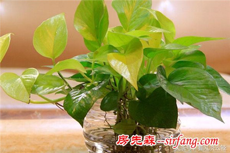 适合室内摆放的18种盆栽，原生态空气净化器