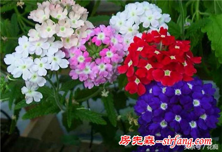 养在家中让人惊讶的几种花，同一株长出不同颜色的花朵！