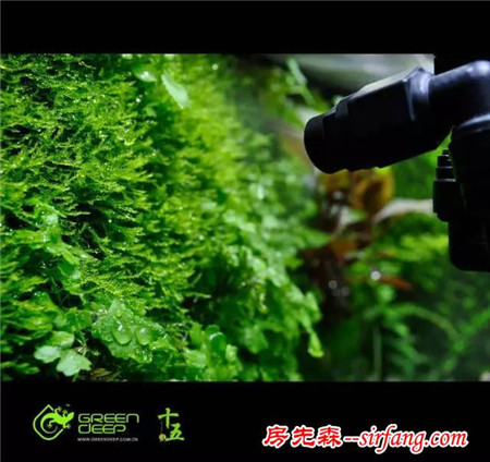 家居水景丨Greendeep精品雨林生态缸造景过程欣赏