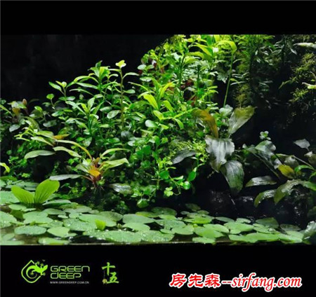 家居水景丨Greendeep精品雨林生态缸造景过程欣赏