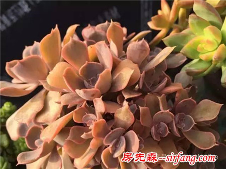 色诱！自从天台上养了肉肉，心中再无杂念！