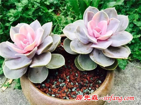 色诱！自从天台上养了肉肉，心中再无杂念！