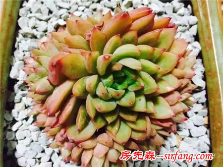 色诱！自从天台上养了肉肉，心中再无杂念！