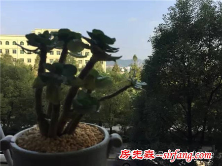 色诱！自从天台上养了肉肉，心中再无杂念！
