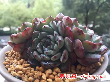 色诱！自从天台上养了肉肉，心中再无杂念！