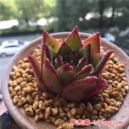 色诱！自从天台上养了肉肉，心中再无杂念！