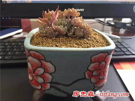 色诱！自从天台上养了肉肉，心中再无杂念！