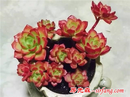 色诱！自从天台上养了肉肉，心中再无杂念！