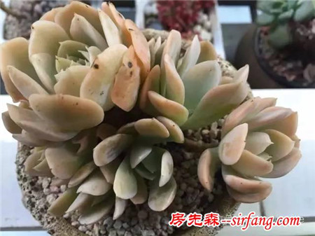 色诱！自从天台上养了肉肉，心中再无杂念！