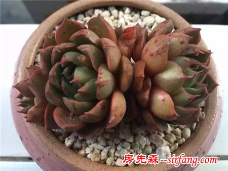 色诱！自从天台上养了肉肉，心中再无杂念！