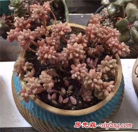 色诱！自从天台上养了肉肉，心中再无杂念！