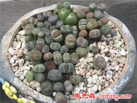 色诱！自从天台上养了肉肉，心中再无杂念！