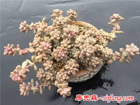 色诱！自从天台上养了肉肉，心中再无杂念！
