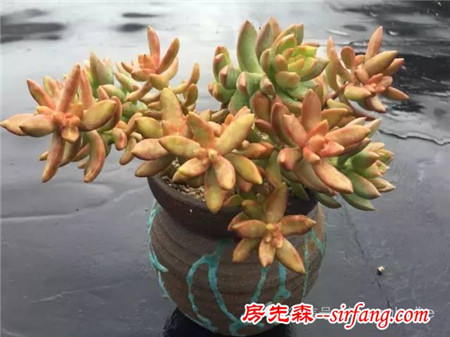 色诱！自从天台上养了肉肉，心中再无杂念！