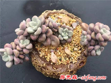 色诱！自从天台上养了肉肉，心中再无杂念！