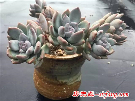 色诱！自从天台上养了肉肉，心中再无杂念！
