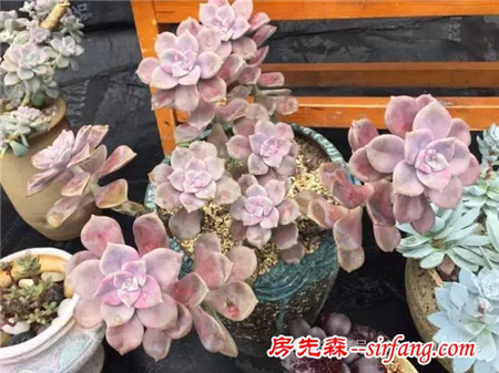 色诱！自从天台上养了肉肉，心中再无杂念！