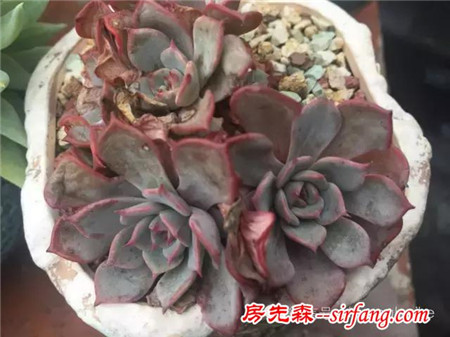 色诱！自从天台上养了肉肉，心中再无杂念！