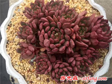 色诱！自从天台上养了肉肉，心中再无杂念！