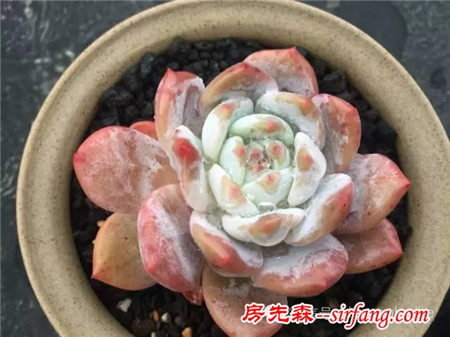 色诱！自从天台上养了肉肉，心中再无杂念！