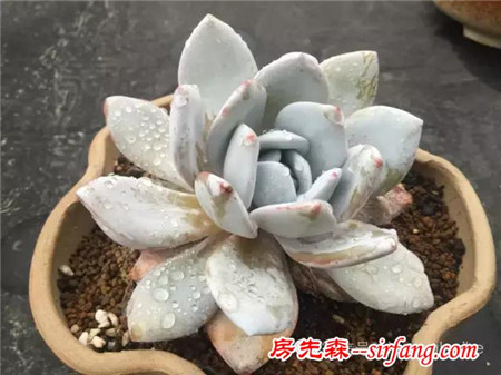 色诱！自从天台上养了肉肉，心中再无杂念！
