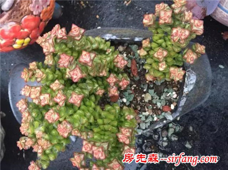 色诱！自从天台上养了肉肉，心中再无杂念！