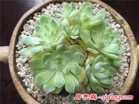色诱！自从天台上养了肉肉，心中再无杂念！