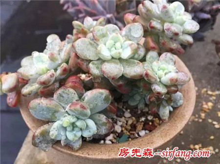 色诱！自从天台上养了肉肉，心中再无杂念！
