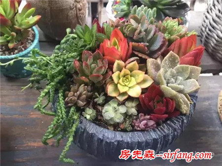 色诱！自从天台上养了肉肉，心中再无杂念！