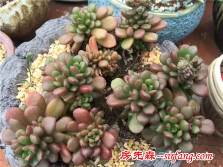 色诱！自从天台上养了肉肉，心中再无杂念！
