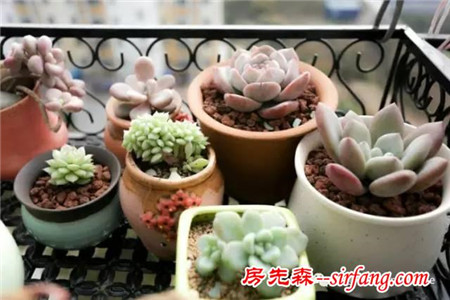 養(yǎng)多肉不分性別，男人也喜歡肉肉！