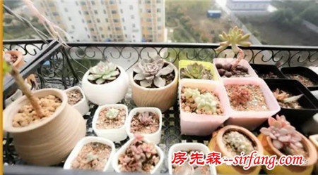 養(yǎng)多肉不分性別，男人也喜歡肉肉！