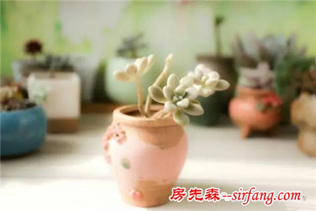 養(yǎng)多肉不分性別，男人也喜歡肉肉！