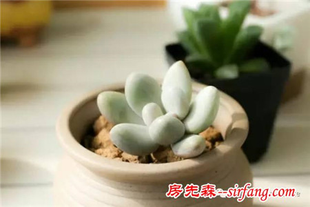 養(yǎng)多肉不分性別，男人也喜歡肉肉！
