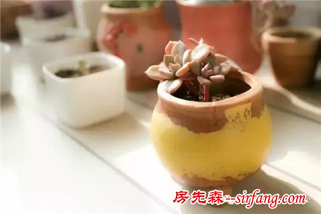 養(yǎng)多肉不分性別，男人也喜歡肉肉！