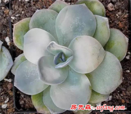 怎么把肉肉炼成冻不死的小强？