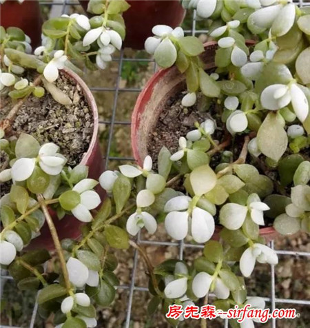 怎么把肉肉炼成冻不死的小强？