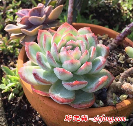 怎么把肉肉炼成冻不死的小强？