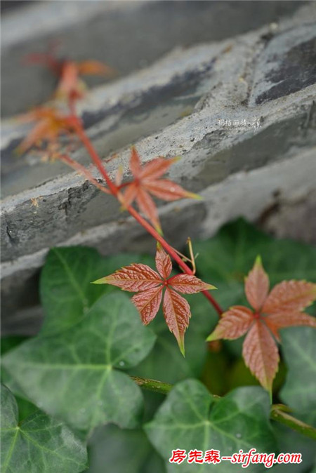 植物美图笔记｜爬山虎之五叶地锦