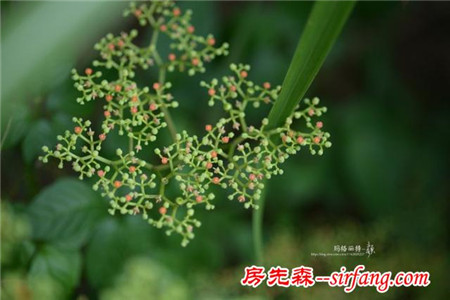 植物美图笔记｜爬山虎之五叶地锦