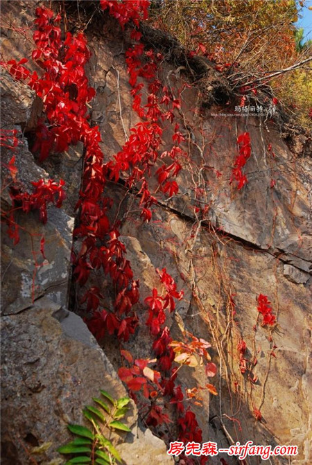 植物美图笔记｜爬山虎之五叶地锦