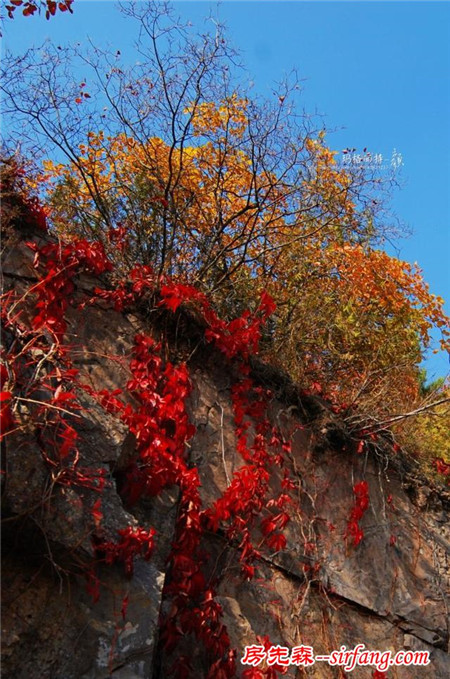 植物美图笔记｜爬山虎之五叶地锦