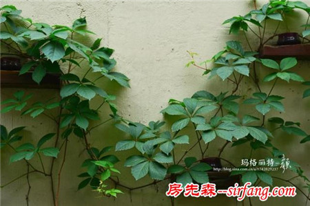 植物美图笔记｜爬山虎之五叶地锦