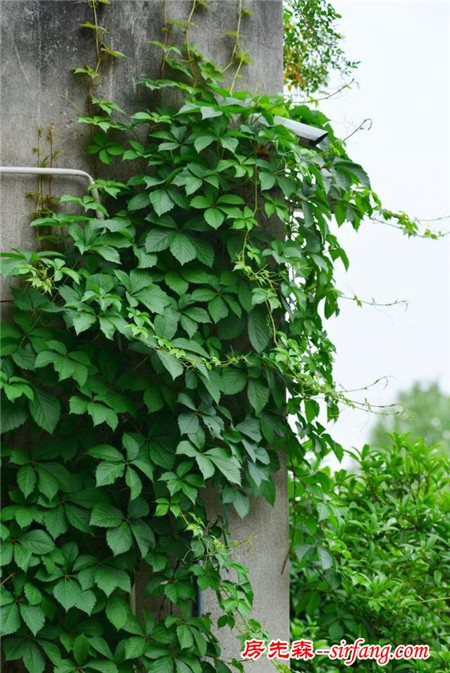 植物美图笔记｜爬山虎之五叶地锦