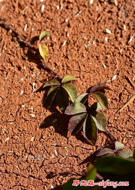 植物美图笔记｜爬山虎之五叶地锦