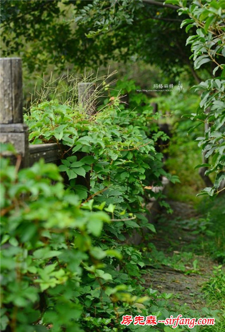 植物美图笔记｜爬山虎之五叶地锦